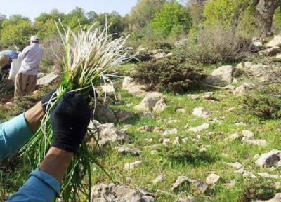 خبرنگاران کشت گیاهان دارویی در 3000 هکتار از مراتع کهگیلویه وبویراحمدآغاز شد