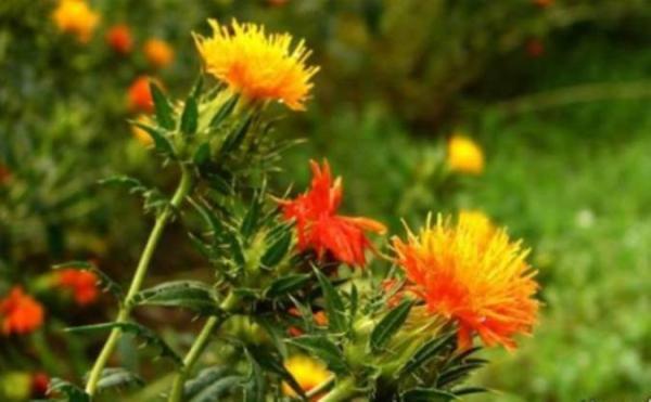 راجع به روغن گلرنگ چه میدانید؟