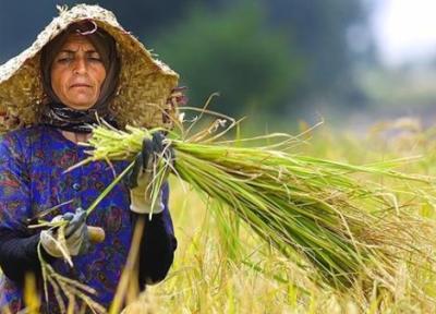 مصوبه اصلاح قانون خرید تضمینی برنج داخلی و پنبه ابلاغ شد