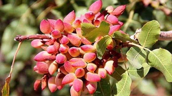 طلای سبز همیشه خندان ، محصولی ارزنده و گنجی پنهان در باغات طلای سبز همواره خندان ، محصولی ارزنده و گنجی پنهان در باغات دامغان