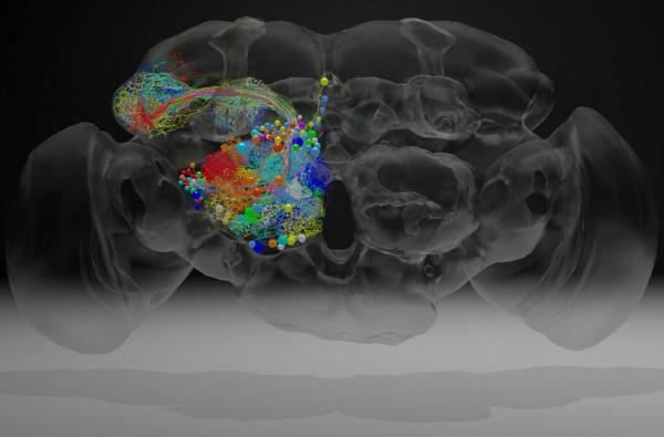 دانشمندان پیچیده ترین نقشه از اتصالات عصبی مغز حشرات را ایجاد کردند